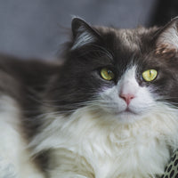 regal looking grey and white persian cat long haired with piercing yellow eyes.