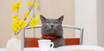 inquisitive grey cat enjoying chai tea at table with yellow flowers